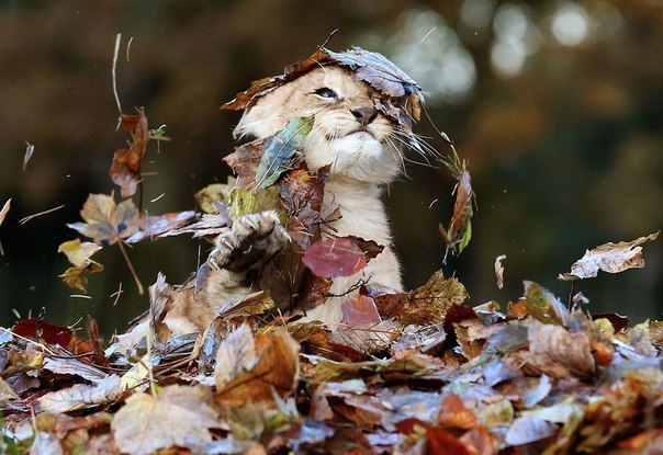 Львёнок радуется осени