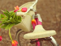 Тюльпаны на велосипеде