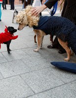 собаки в костюмах