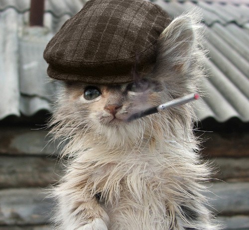 Реальные быдло - коты)