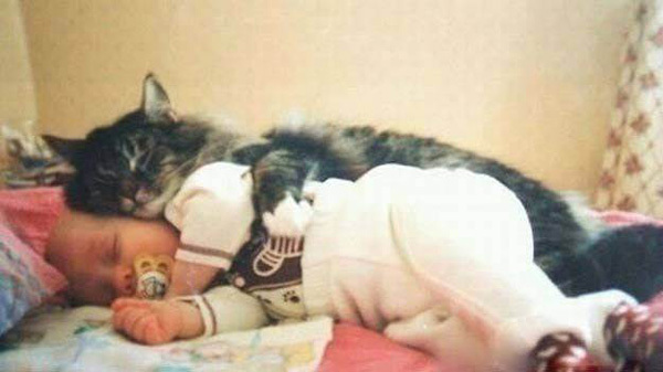 Коты - лучшие друзья