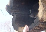 Самый милый и застенчивый енот в мире!