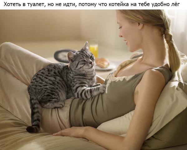Если у вас есть кот, то...