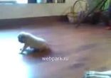Лунная походка
