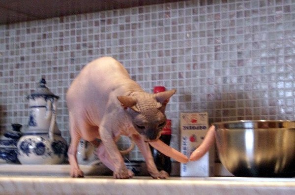 Пушистые воришки