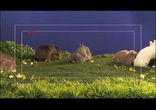 Rabits