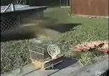 ohdhawk