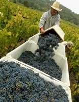 Каберне Napa Valley зігріє душу Каберне Napa Valley зігріє душу