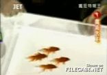 syncronized-swimming-fish