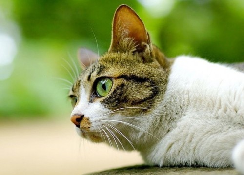 Пойми меняу