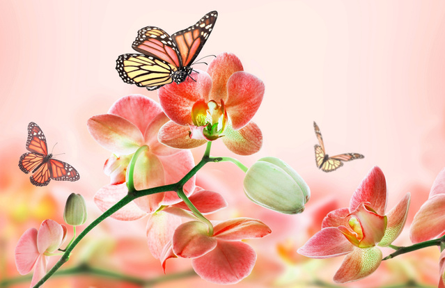 Яркие картинки с бабочками