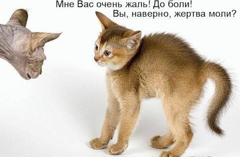 Классные котоматрицы