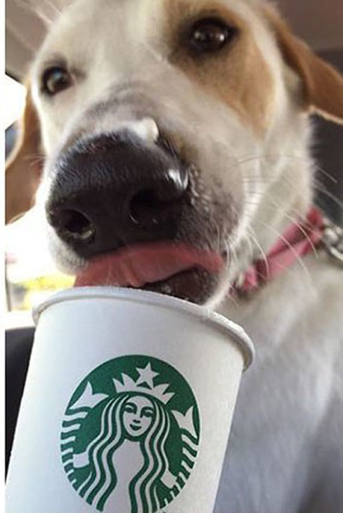 Собачки, которые обожают кофе