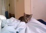 Котенок напал на камеру