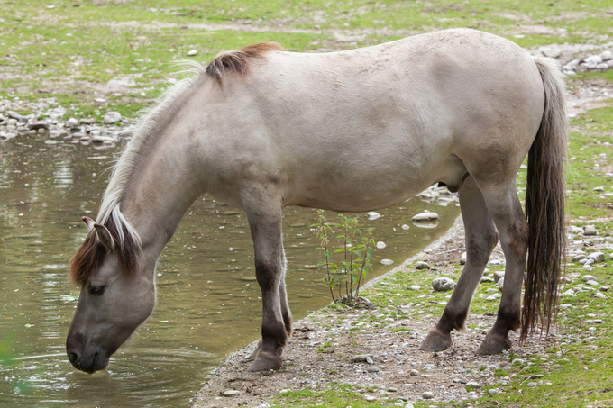 Конь дикий Equus caballus Boddaert