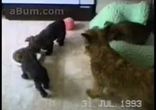 Собачьи приколы