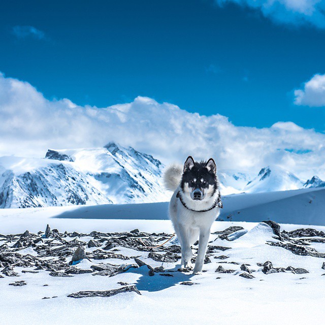 хаскі Акіак 