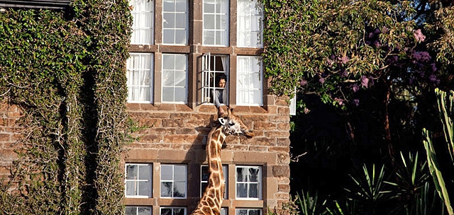Незвичайний готель Маєток жирафа