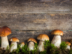 Как не отравиться грибами