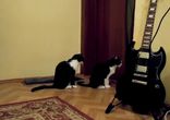 Как коты просят прощение