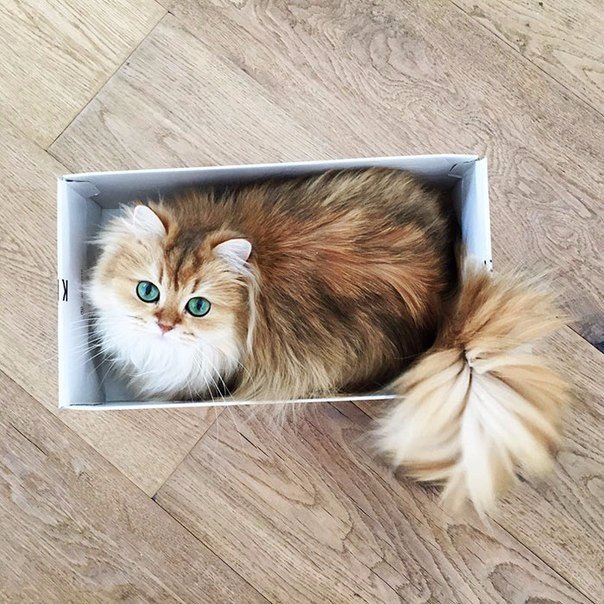 Смузи — самый фотогеничный котик в мире