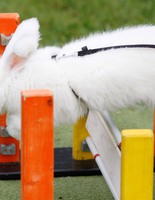 кроличьи бега