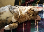 Котики Котики