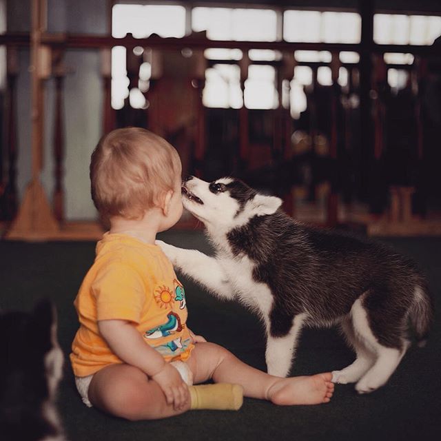 Цуценята Хаскі