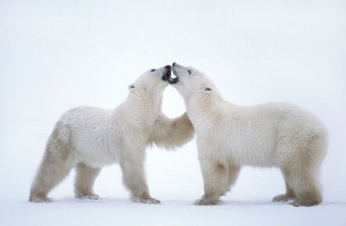 В мире животных