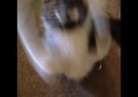 Котяо