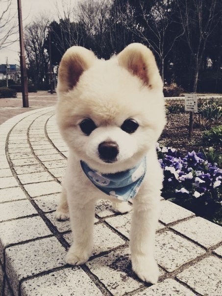 Самая милая няшка