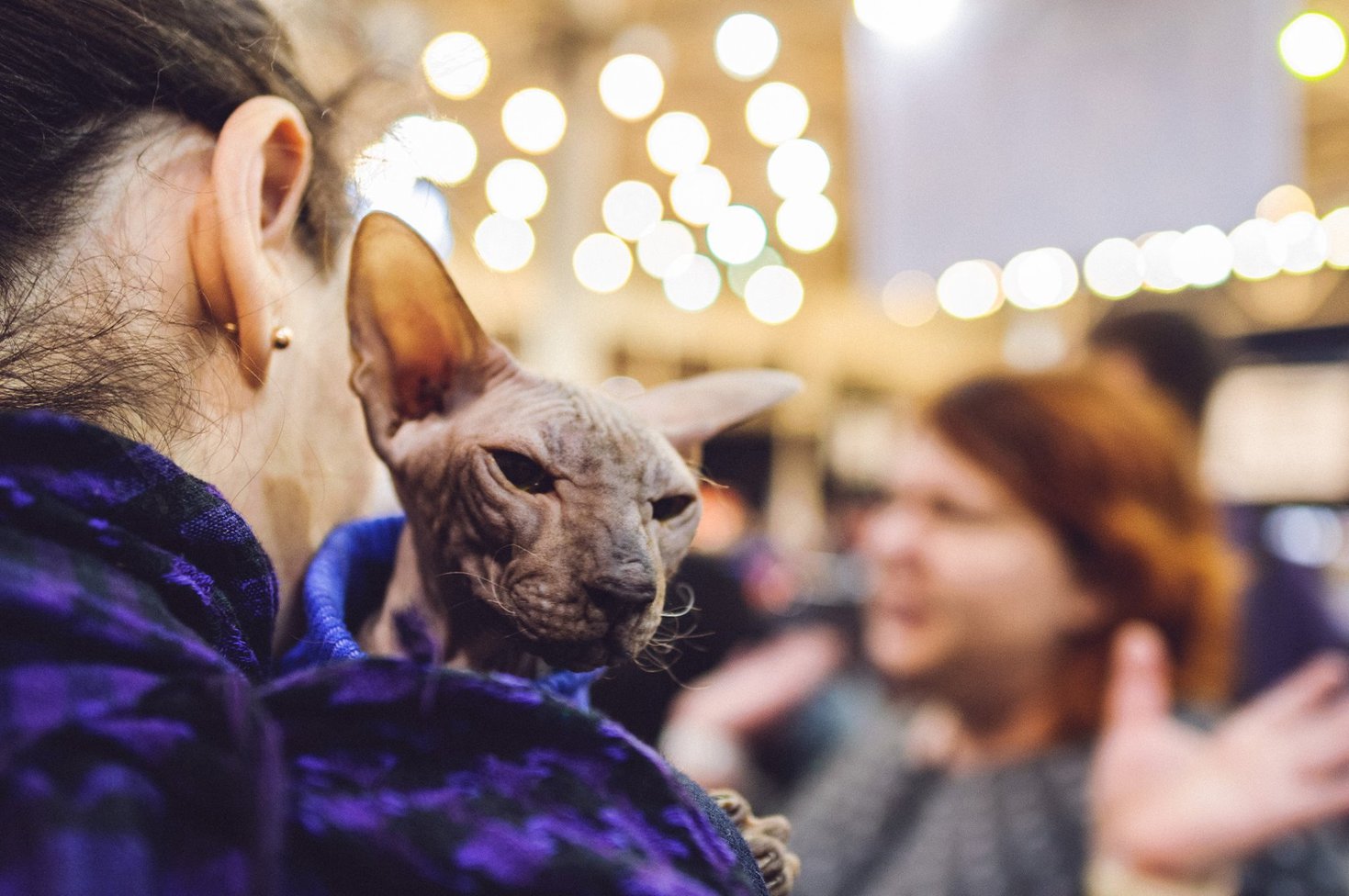 Міжнародна виставка котів Pro Plan® Гран Прі 2018