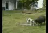 korova
