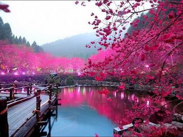 Цвітіння сакури в Японії