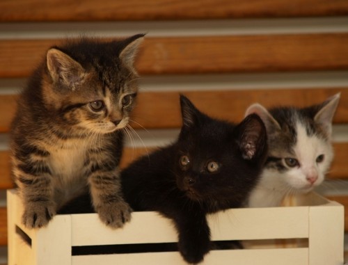 Кофки-Шабаки&Ко