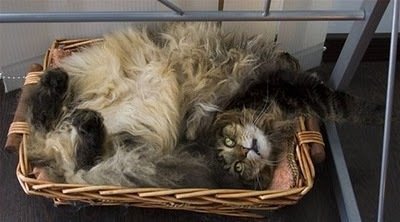 Как упаковать котэ