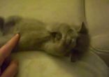 Котенок прелесть