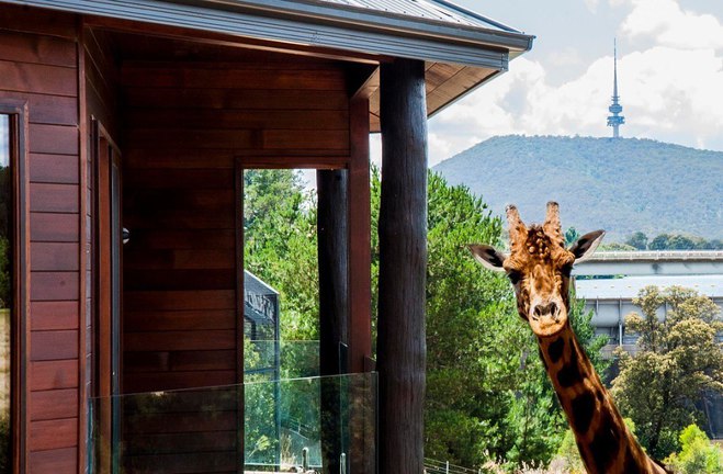 Готель з дикими тваринами: Jamala Wildlife Lodge