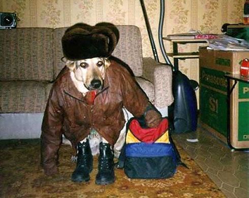 Ржачные собаки