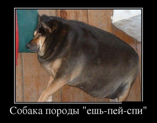 ТОП лучших демотиваторов