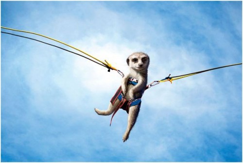 Спортивные миркаты-няшки