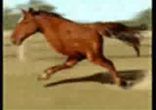Тест на психику! Кто засмеется, тот-псих