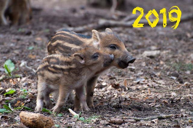 Милые обои на 2019 год свиньи