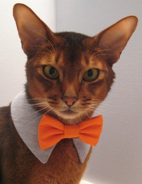 Самый модный котяра