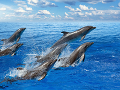 Яке свято відзначають 23 липня