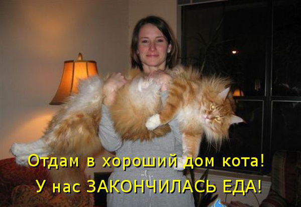 ТОП лучших котоматриц