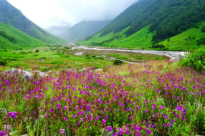 ТОП-7 самых красивых цветочных долине мира