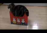Садисты мучают кота коробками