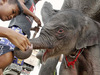 Слони в Таїланді