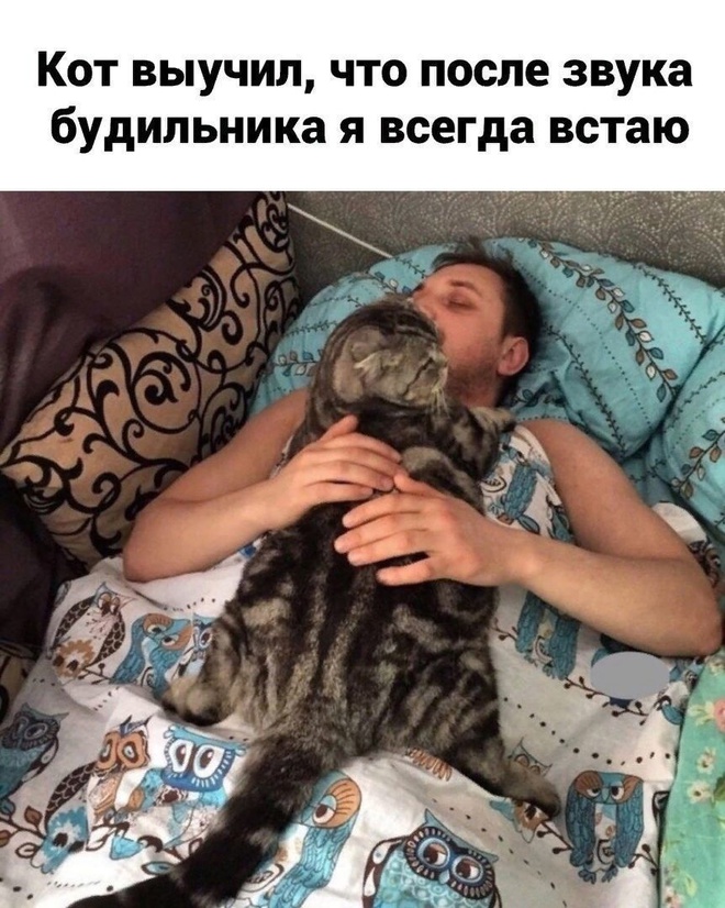 Котик и будильник